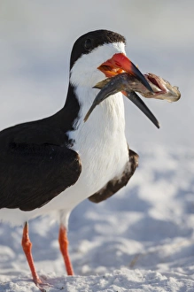 Protection Prints: Black Skimmer with food, Rynchops niger, Gulf of Mexico, Florida