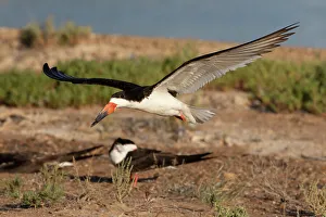 Cameron County Prints: Black skimmer landing