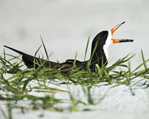 Nesting Prints: Black Skimmer on nest being alert to mates arrival, Rynchops niger, Gulf of Mexico