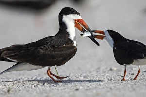 Images Dated 7th July 2015: Black Skimmer protecting minnow from others, Rynchops niger, Gulf of Mexico, Florida