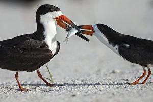 Territorial Prints: Black Skimmer protecting minnow from others, Rynchops niger, Gulf of Mexico, Florida