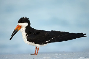 Lower Mandible Prints: Black Skimmer resting along shore, Rynchops niger, Gulf of Mexico, Florida