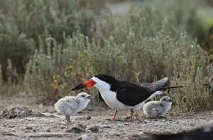 Black Skimmer (Rynchops niger), adult with young, Port Isabel, Laguna Madre, South Padre Island