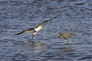 Images Dated 2nd February 2008: Black Skimmer (Rynchops niger) adult, feeding on the wing in Laguna Madre Bay, Texas