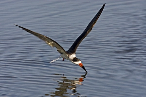 Wingspan Prints: Black Skimmer (Rynchops niger) adult, feeding on the wing in Laguna Madre Bay, Texas