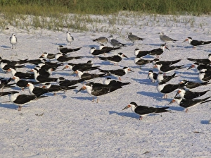 Wet Land Prints: Black Skimmer, Rynchops niger, adults at beach, Fort Meyers, Florida, USA, Dezember