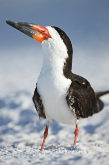 Black Skimmer, Rynchops niger, Gulf of Mexico, Florida