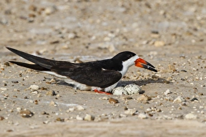 Ground Prints: Black Skimmer (Rynchops niger) on nest