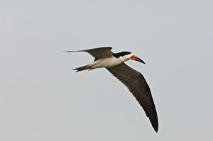 Venezuela Prints: Black Skimmer (Rynchops nigra), Orinoco River, north of Puerto Ayacucho. Apure Province