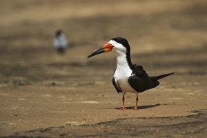 Northern Pantanal Prints: Black Skimmer (Ryncops niger), Northern Pantanal, Mato Grosso, Brazil