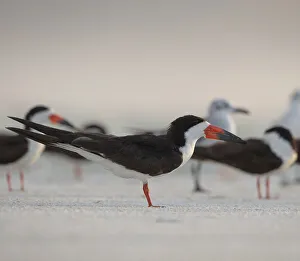 Black Skimmers on Lido Beach, Florida