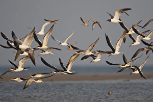 Images Dated 20th April 2011: Black Skimmers (Rynchops niger) on the Laguna Madre, Texas, spring
