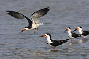 Padre Island Prints: Black Skimmers (Rynchops niger) on the Laguna Madre, Texas, spring