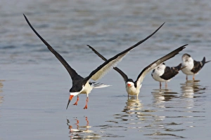 Images Dated 20th April 2011: Black Skimmers (Rynchops niger) on the Laguna Madre, Texas, spring