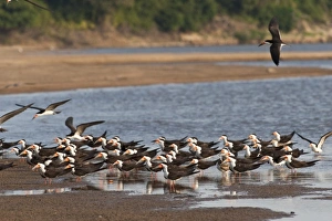 Images Dated 26th February 2009: Black Skimmers (Rynchops nigra), Orinoco River, north of Puerto Ayacucho. Apure Province