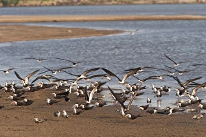 Venezuela Prints: Black Skimmers (Rynchops nigra), Orinoco River, north of Puerto Ayacucho. Apure Province