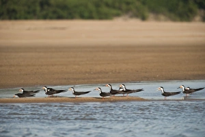 Images Dated 26th February 2009: Black Skimmers (Rynchops nigra), Orinoco River, north of Puerto Ayacucho. Apure Province