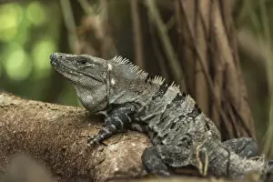 Largest Prints: Black Spiny-tailed Iguana or Wish Willy (Ctenosaura similis), Halfmoon Caye, Lighthouse