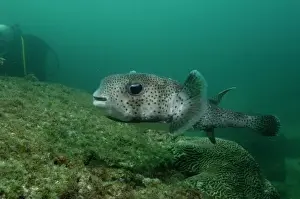 Black-spotted Porcupinefish (Diodon hystrix) off of North Stradbroke Island, Queensland, Australia