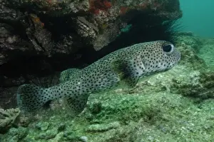 Slow Prints: Black-spotted Porcupinefish (Diodon hystrix) off of North Stradbroke Island