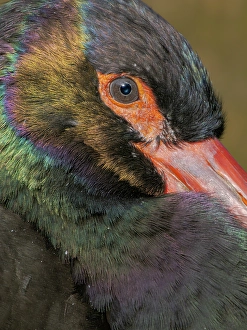 Prints of Black Stork. Hellabrunn Zoo in Munich, Germany, Bavaria Images Dated 2024 October: Black Stork. Hellabrunn Zoo in Munich, Germany, Bavaria