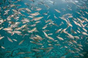 Fish Prints: Black Striped Salema (Xenocys jessiae) Central Isles GALAPAGOS ISLANDS