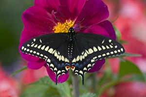 Black Swallowtail Butterfly, Papilio polyxenes