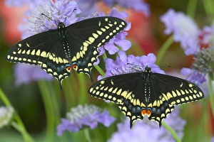 Black Swallowtail Butterfly, Papilio polyxenes