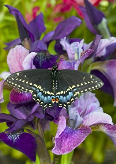 Images Dated 6th May 2005: Black Swallowtail Butterfly, Papilio polyxenes