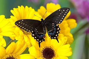 Images Dated 12th December 2005: Black Swallowtail Butterfly, Papilio polyxenes