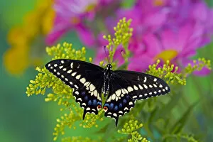 Images Dated 14th December 2005: Black Swallowtail Butterfly, Papilio polyxenes
