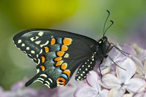 Images Dated 4th May 2005: Black Swallowtail Butterfly, Papilio polyxenes