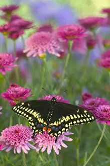 Images Dated 1st May 2005: Black Swallowtail Butterfly, Papilio polyxenes