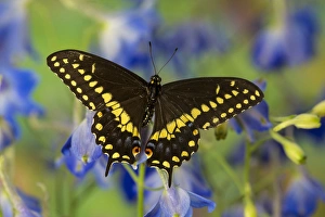 Images Dated 28th November 2014: Black Swallowtail Butterfly, Papilio polyxenes