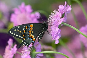 Images Dated 14th April 2004: Black Swallowtail Butterfly, Papilio polyxenes