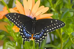 Images Dated 22nd April 2005: Black Swallowtail Butterfly, Papilio polyxenes
