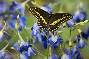 Images Dated 28th November 2014: Black Swallowtail Butterfly, Papilio polyxenes from Costa Rica