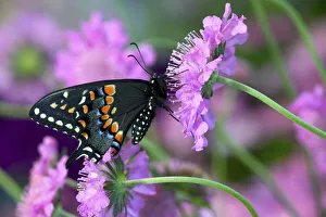 Black Swallowtail butterfly on Pincushion perennial flower. Sammamish, Washington State