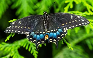 Seattle Prints: Black swallowtail butterfly. Seattle, Washington State