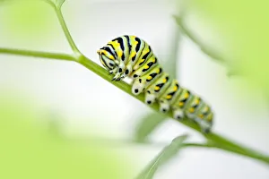 Black Swallowtail caterpillar, USA