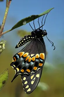 Beginning Prints: Black Swallowtail from chrysalis, Papiliopolyrenes asterius, Myakka River State Park, FL