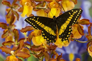 Black Swallowtail Male from Costa Rica, Papilio polyxenes