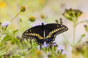 Images Dated 10th June 2019: Black swallowtail (Papilio Polyxenes) butterfly feeding