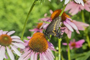 Images Dated 29th May 2020: Black Swallowtail (Papilio polyxenes) male on Purple Coneflower (Echinacea purpurea)