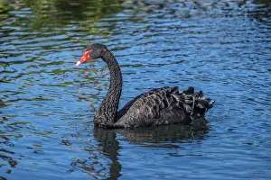 Plumage Prints: Black Swan