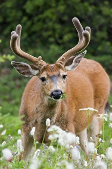 Buck Prints: Black-tail Deer Buck