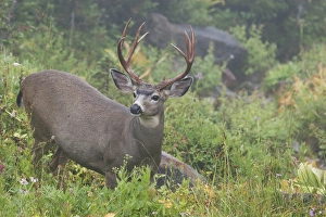 Buck Prints: Black-tail Deer Buck