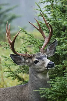 Images Dated 17th September 2007: Black-tail Deer Buck