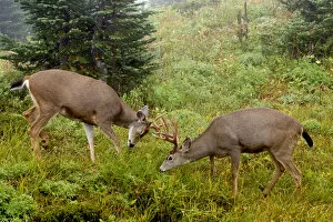 Images Dated 17th September 2007: Black-tail Deer Bucks Sparring