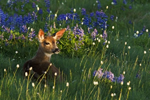 Fawn Prints: Black-tail Deer Fawn, alpine wildflowers
